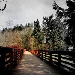 A small bridge in the Orchard Park