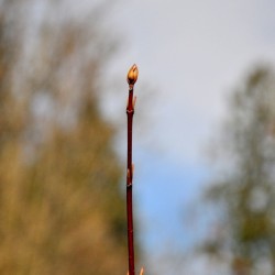 Hm....simply shoot. :P