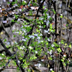 Flowers, complicated
