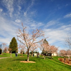The blue sky, green grass in Orchard Park