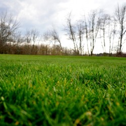 I like the grass. :)