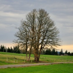 The tree in the field...