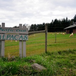 Little farm in Hillsboro