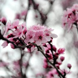 Spring makes the flowers beautiful ;)